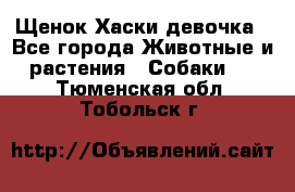 Щенок Хаски девочка - Все города Животные и растения » Собаки   . Тюменская обл.,Тобольск г.